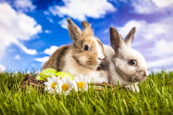 春のイースターのウサギ - 写真・画像