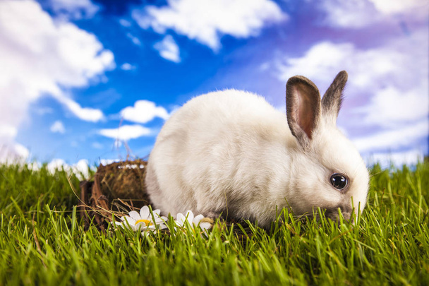Coniglio di Pasqua nel periodo primaverile
 - Foto, immagini
