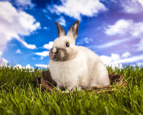 Conejo de Pascua en primavera
 - Foto, imagen