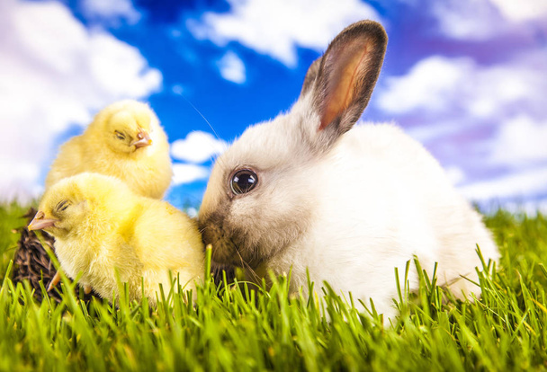 Pollo de Pascua y conejo en primavera
 - Foto, imagen