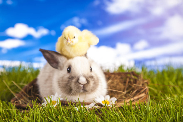 Húsvéti csirke és a nyúl a tavaszi idő - Fotó, kép