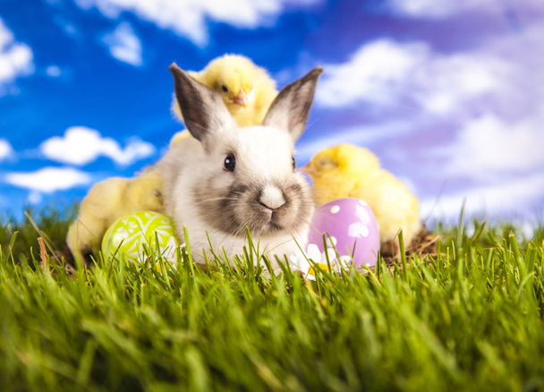 Poulet et lapin de Pâques au printemps
 - Photo, image