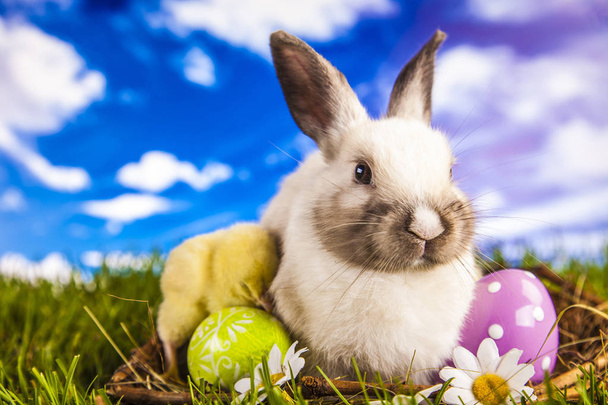 Pollo de Pascua y conejo en primavera
 - Foto, imagen