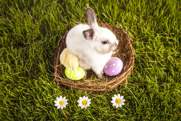 PaaS kip en konijn in de de lentetijd - Foto, afbeelding