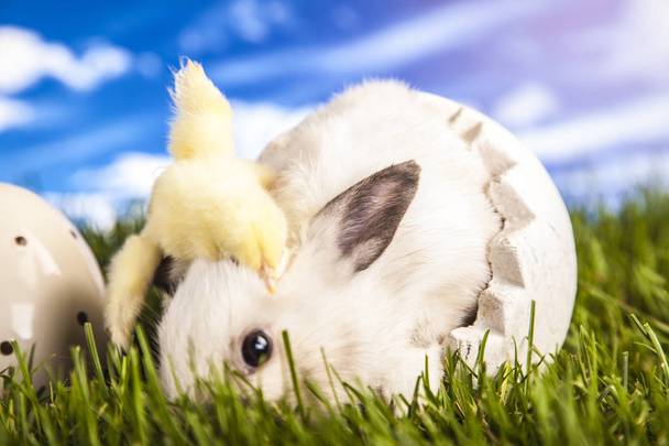 Πάσχα κοτόπουλου και του κουνελιού κατά την άνοιξη - Φωτογραφία, εικόνα