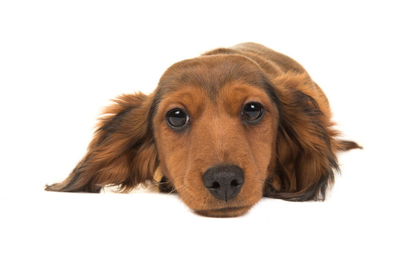 Μακριά μαλλιά ασβός-σκυλί κουτάβι που κείνται επί του δαπέδου που φαίνεται από το fr - Φωτογραφία, εικόνα