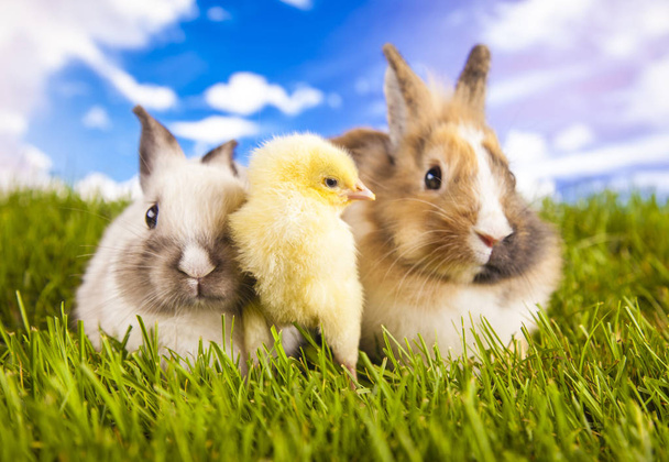 イースター チキンと春にウサギ - 写真・画像