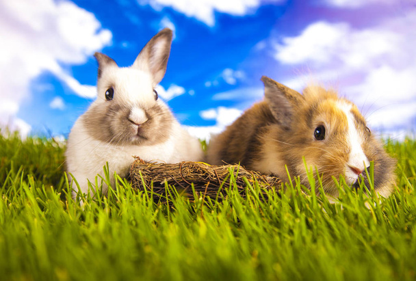 Velikonoční králík v jarním období - Fotografie, Obrázek