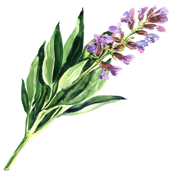 spring purple sage flower or blue salvia isolated, watercolor illustration on white - Fotografie, Obrázek
