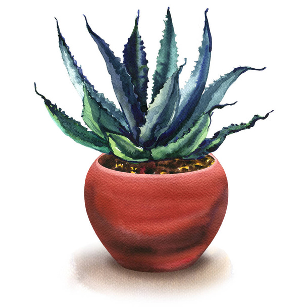 agáve kaktus, zelené listy v Květináč, sukulentní rostliny, izolované, akvarel, malba bílá - Fotografie, Obrázek