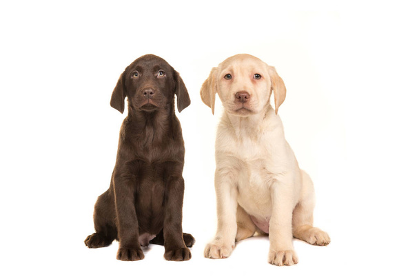 Sarı ve kahverengi labrador retriever köpek yavrusu oturan  - Fotoğraf, Görsel