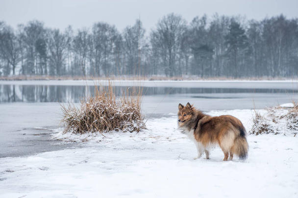 Shetland sheepdog or sheltie standing in a snow landscape with a lake and trees - Foto, immagini