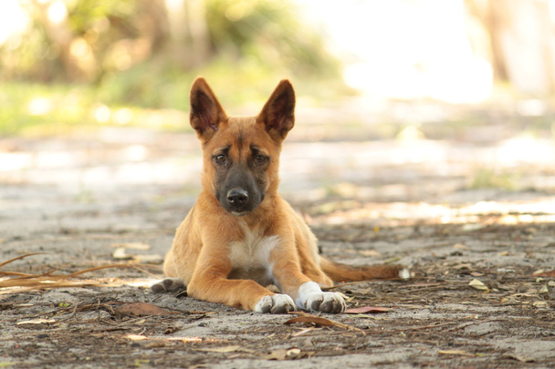 Cachorro de dingo
 - Foto, imagen