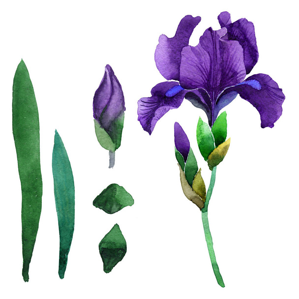 Flor de iris de flor silvestre en un estilo de acuarela aislado
. - Foto, imagen