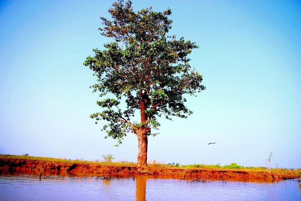 Bir nehir kıyısında ağaç - Fotoğraf, Görsel