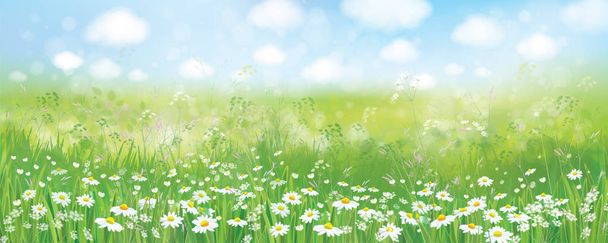 Summer nature background - Vector, Image