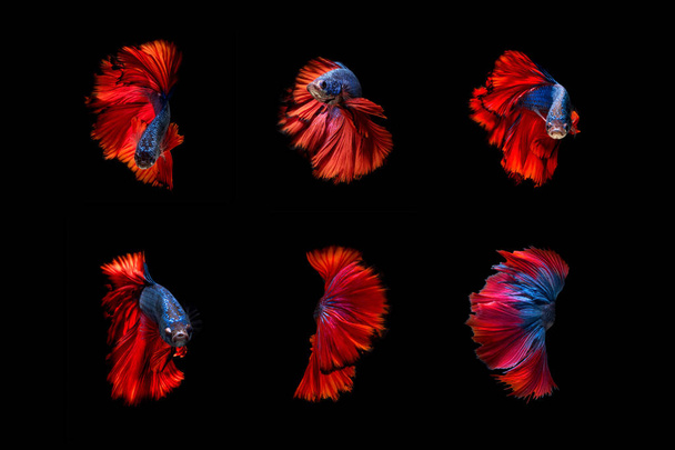 Όμορφα πολύχρωμα Betta ψάρια, συλλογή τέχνης Siamese μάχη ψάρι ποικίλλει κίνημα σε μαύρο φόντο. - Φωτογραφία, εικόνα