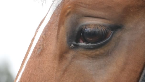 Close-up van het oog van een mooi bruin paard. Paarden oog knippert. Slow motion - Video