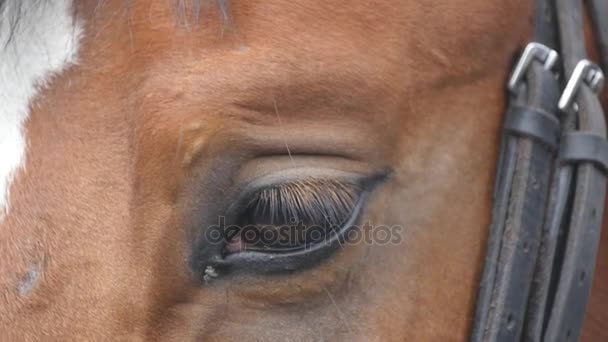 Vista de cerca del ojo de un hermoso caballo marrón. Ojo equino parpadeando. Movimiento lento
 - Metraje, vídeo