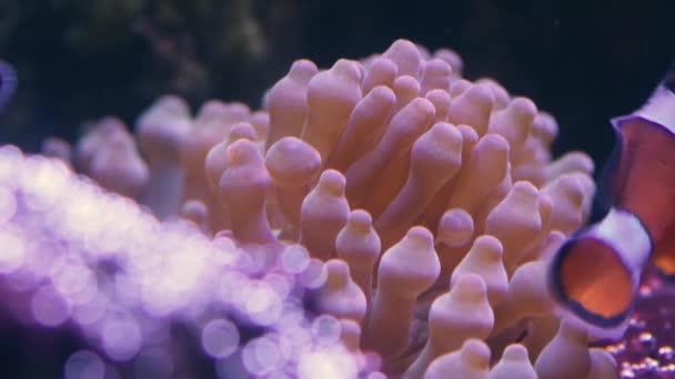 Bubble-tip anemone (Entacmaea quadricolor)  - Footage, Video