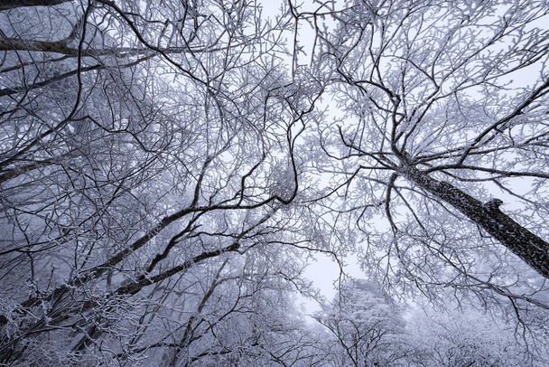Bevroren takken van de bomen. - Foto, afbeelding