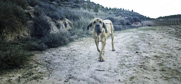 Köpek bloodhound alan - Fotoğraf, Görsel