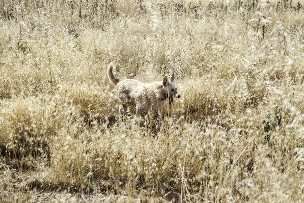 Hound dog рослинність
 - Фото, зображення