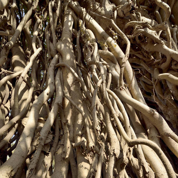 Raízes de banyan tree
 - Foto, Imagem