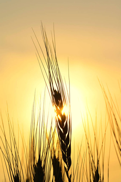 Goldene Silhouette des Weizenstammes - Foto, Bild