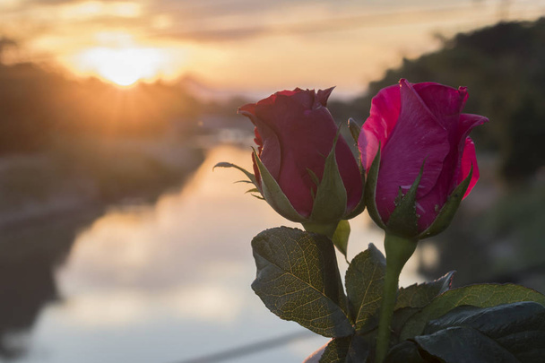 rosas rojas con puesta de sol
 - Foto, Imagen