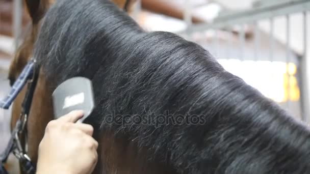 Male hand combing a black or brown horse mane in a stall. Young man combing a fetlock a mane stallion. Care for animals. Horseriding club. Slow mo, slowmotion, closeup, close up - Footage, Video