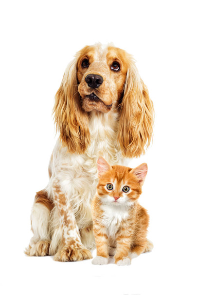 chien et chaton sur fond blanc
 - Photo, image