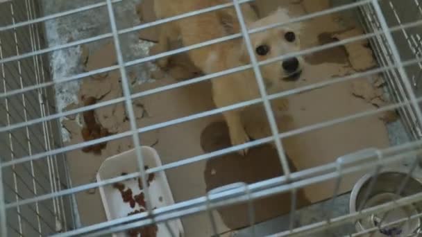 Smutny pies zamknięty w klatce - Materiał filmowy, wideo