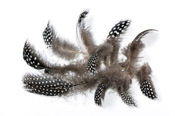 Fekete-fehér foltos Guine szárnyas toll fehér - Fotó, kép