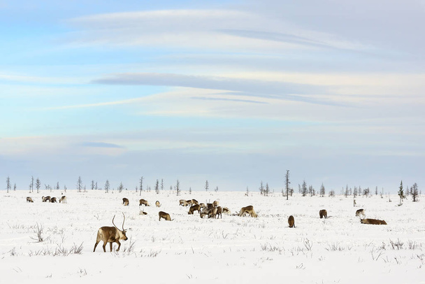 Herd of reindeer grazes in the tundra - Zdjęcie, obraz