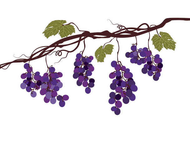 Stylizowany wizerunek graficzny z winogron winorośli - Wektor, obraz