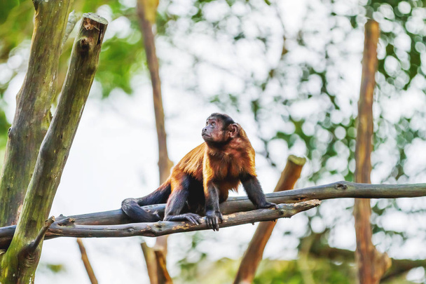 Brown Capuchin monkey sits on tree. Singapore. - Фото, изображение
