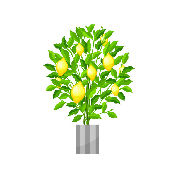 Benjamin ficus. Deciduous plant in flowerpot. House plant realistic icon for interior decoration . Coniferous plant in flowerpot. vector illustration - Wektor, obraz