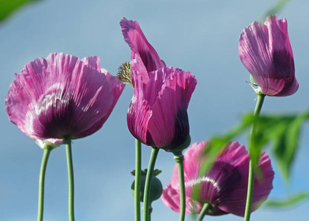 Single Purple Poppy - Photo, Image