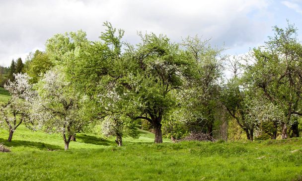 Blooming wild old orchards - Photo, Image