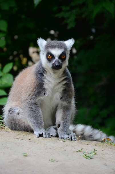 sormushäntämaki (Lemur catta)  - Valokuva, kuva