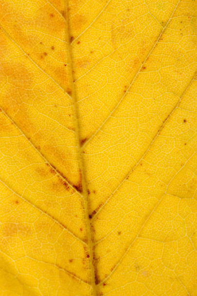 bright autumn leaf, close up - Foto, Imagen
