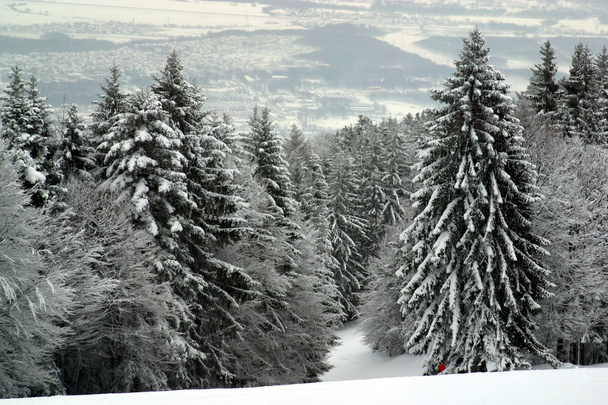 雪に覆われた森 - 写真・画像
