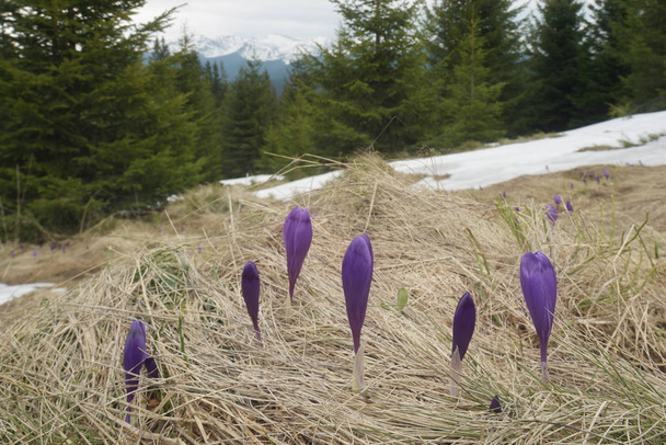 Blooming crocuses on a glade in the forest - Foto, afbeelding