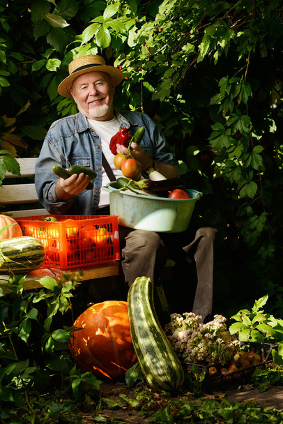 elderly man. Gardening and vegetable farming. - Foto, imagen