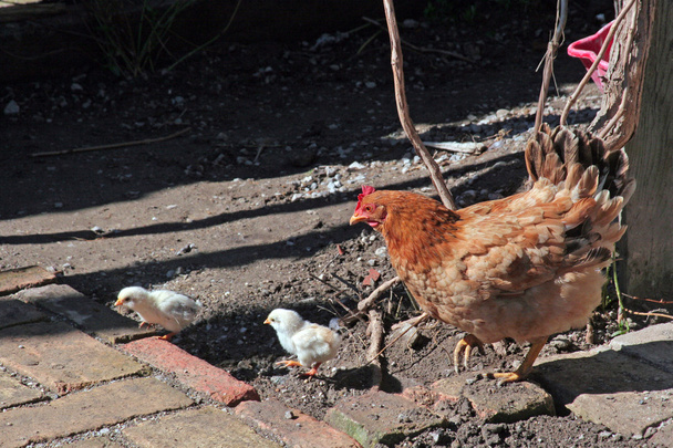 Csirke takarmány a fiatal csibék - Fotó, kép