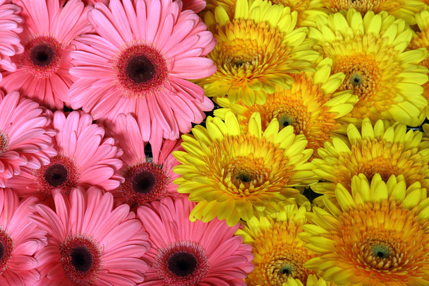 Gerber Flowers - Фото, зображення