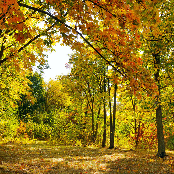 autumn forest and fallen yellow leaves - Fotoğraf, Görsel