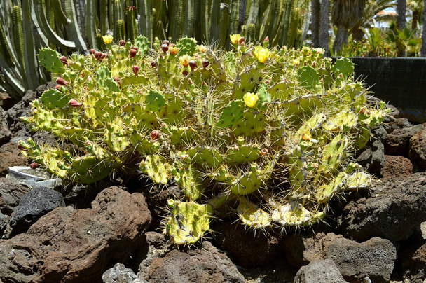Prickly Pear Cactus - Foto, afbeelding