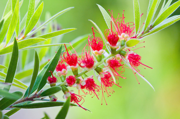 ヤマモガシ バンクシア、赤い花の花 - 写真・画像